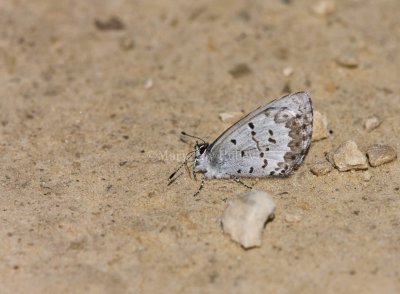 Spring Azure _11R2985.jpg