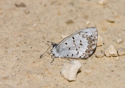 Spring Azure _11R3007.jpg