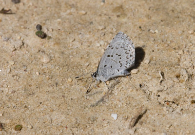 Spring Azure _11R3023.jpg