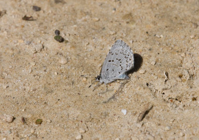 Spring Azure _11R3024.jpg