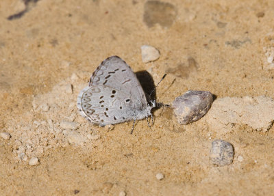 Spring Azure _11R3038.jpg