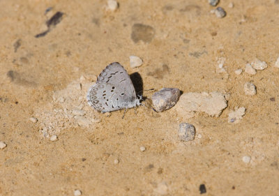 Spring Azure _11R3042.jpg