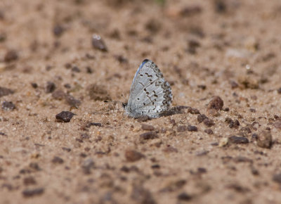 Spring Azure _11R6185.jpg