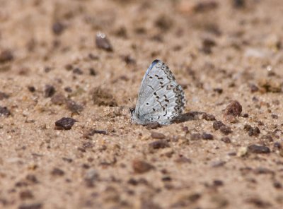 Spring Azure _11R6188.jpg