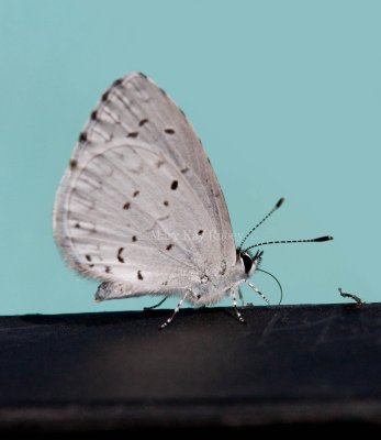 SUMMER AZURE (Celastrina neglecta)