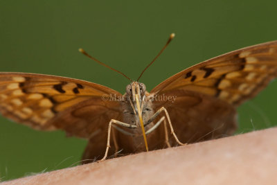 Tawny Emperor _11R2061.jpg