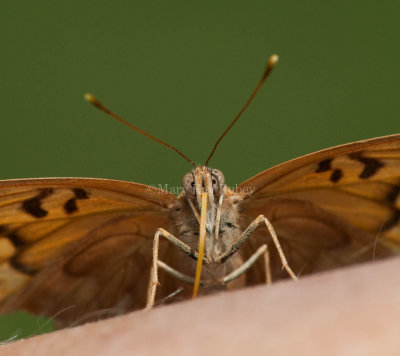 TAWNY EMPEROR (Asterocampa clyton)