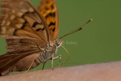 Tawny Emperor _11R2068.jpg