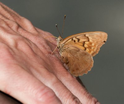 Tawny Emperor _11R2037.jpg