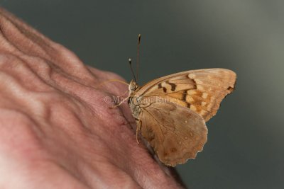 Tawny Emperor _11R2039.jpg