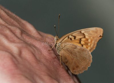 Tawny Emperor _11R2041.jpg