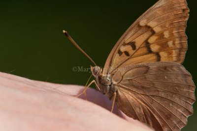 Tawny Emperor _11R2047.jpg