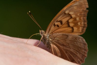 Tawny Emperor _11R2048.jpg