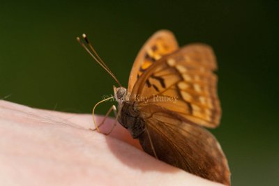 Tawny Emperor _11R2049.jpg