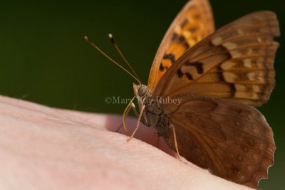 Tawny Emperor _11R2050.jpg