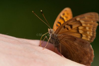 Tawny Emperor _11R2051.jpg