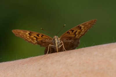 Tawny Emperor _11R2058.jpg