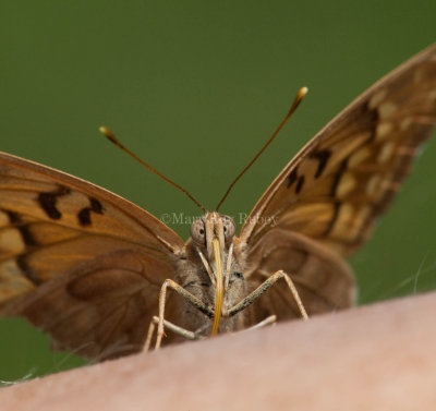 Tawny Emperor _11R2065.jpg