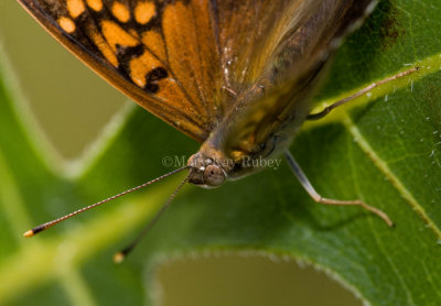 Tawny Emperor _I9I6769.jpg