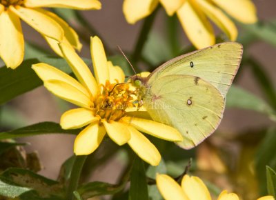 _Clouded Sulphur _MG_9446.jpg