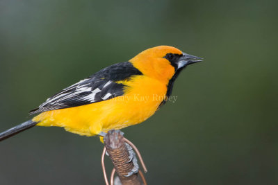 ALTAMIRA ORIOLE (Icterus gularis)