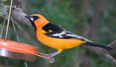 Altamira Oriole adult D4EC0141.jpg