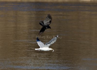 Crow pursuing gull _S9S3561.jpg