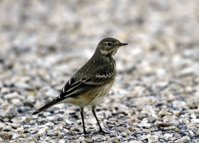 AMERICAN PIPIT (Anthus rubescens)