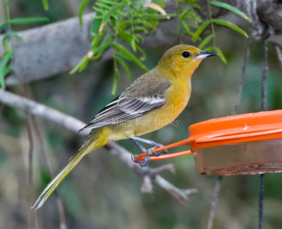 Hooded Oriole female D4EC0157.jpg