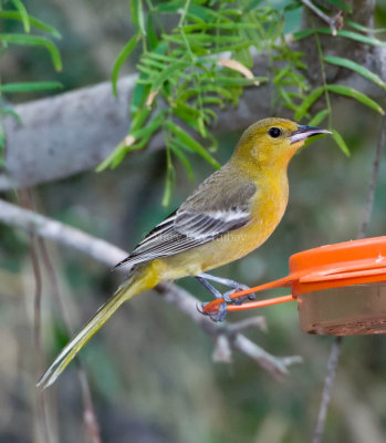 Hooded Oriole female D4EC0158.jpg