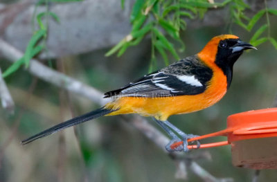 Hooded Oriole male D4EC0132.jpg