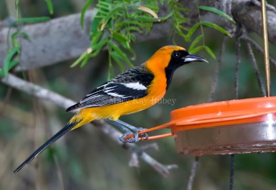 Hooded Oriole male D4EC0137.jpg