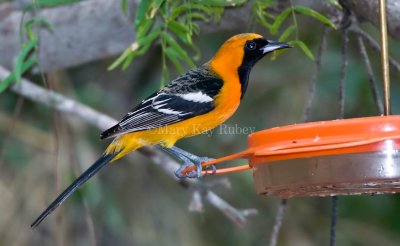 HOODED ORIOLES (Icterus cucullatus)