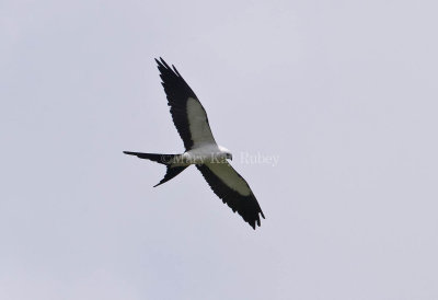 Swallow-tailed Kite 58FB8377.jpg