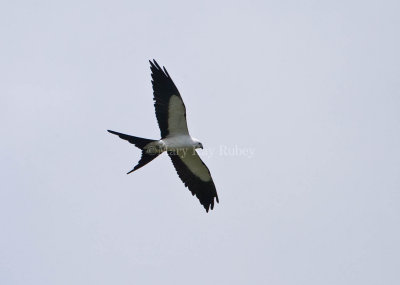 Swallow-tailed Kite 58FB8378.jpg