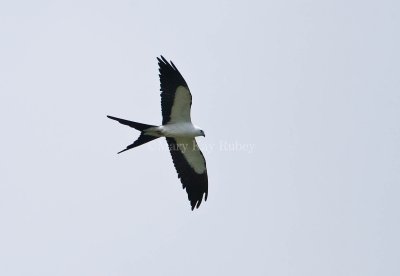 Swallow-tailed Kite 58FB8379.jpg