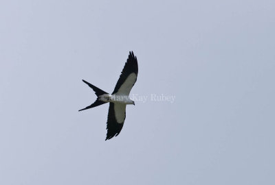 Swallow-tailed Kite 58FB8380.jpg