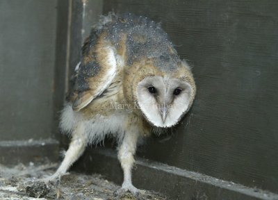 Barn Owl chick 58FB4670.jpg