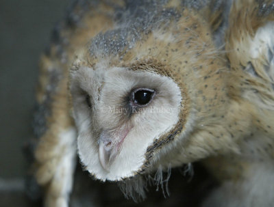 Barn Owl chick 58FB4675.jpg