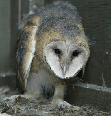 Barn Owl chick 58FB4679.jpg