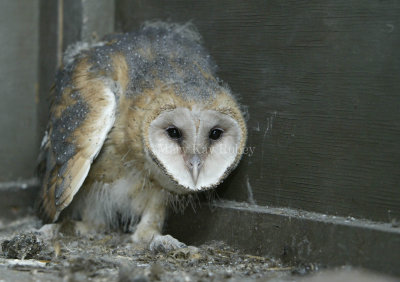 Barn Owl chick 58FB4685.jpg