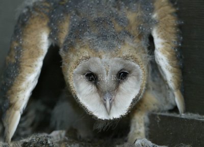 BARN OWL (Tyto alba)