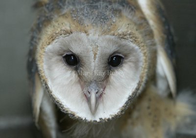 Barn Owl chick 58FB4699.jpg