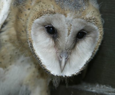 Barn Owl chick 58FB4702.jpg