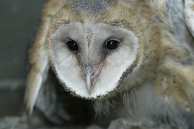 Barn Owl chick 58FB4709.jpg