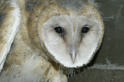 Barn Owl chick 58FB4723.jpg