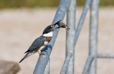 BELTED KINGFISHER (Megaceryle alcyon)