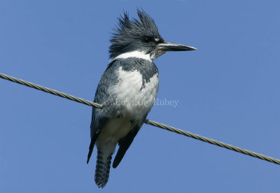 Belted Kingfisher _58FB2478.jpg