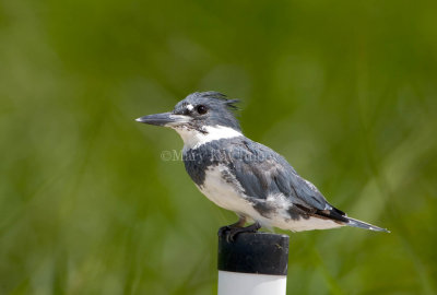 Belted Kingfisher _H9G3869.jpg