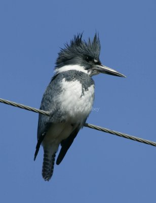 Belted Kingfisher __58FB2484-r.jpg